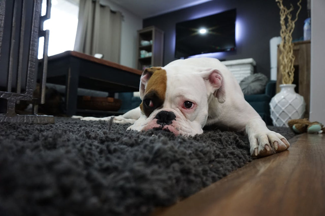 The Inside Scoop About Our Kid-Friendly, Pet-Ready Washable Rugs